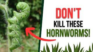 DONT Kill These Tomato Hornworms [upl. by Assila]