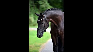 PAULCHEN PANTHER 2018 KWPN gelding by Painted Black [upl. by Cirded]