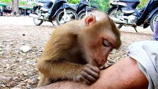 Unbelievable abandoned Pigtail monkey good at grooming human like this [upl. by Adrial653]