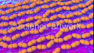 Enterococcus faecalis bacteria stock video from science artwork [upl. by Ruskin68]