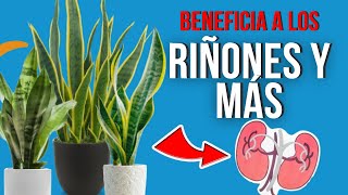 🌿 BENEFICIOS y PODERES MEDICINALES de la LENGUA DE SUEGRA 💡 [upl. by Nwahsaj774]