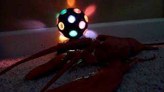 Disco Lobster [upl. by Ihn]