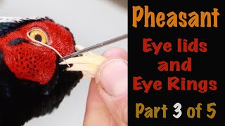 Pheasant Taxidermy  3 of 5 Building Eye rings Art of Taxidermy [upl. by Nosydam793]