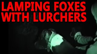 Lamping Foxes  Working Lurchers [upl. by Eicyac]