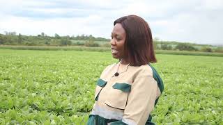 SOYA BEANS PRODUCTION SUCCESS STORY IN ZIMBABWE [upl. by Ludovick]