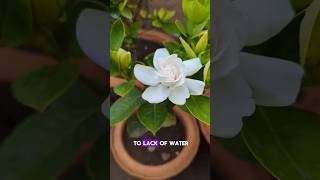 Yellowing Gardenia Leaves Dont Panic Fix It Here plantcare gardeningtips gardenia plants [upl. by Artemas]