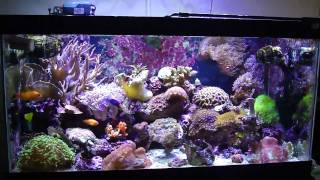 50 gallon reef tank [upl. by Robinetta]