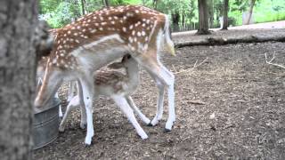 Feeding Fallow Buck Fawn [upl. by Nolyak23]