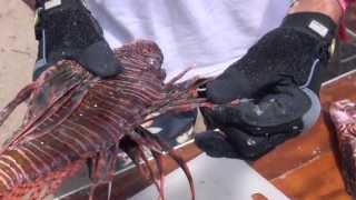 How to Prepare Lionfish for Cooking [upl. by Dyrraj577]