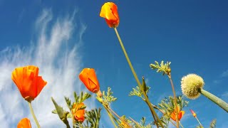 6 days in the life of a California Poppy timelapse [upl. by Nairrad]