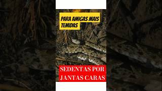 AGUARDANDO A JANTA serpentes curiosidades Animais [upl. by Aneral550]