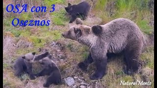 OSA con 3 OSEZNOS Entrenamiento Lactancia y Juegos Female Bear with Three Cubs [upl. by Eniwtna330]