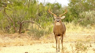 Hunting Ten Point Bucks with TenPoint Crossbows [upl. by Nnylyram442]