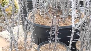 UPDATE OCOTILLO CUTTINGS ARE STILL ALIVE ARIZONA DESERT SUCCULENT [upl. by Oecile]