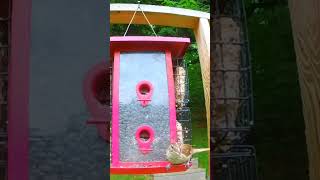 Grosbeak scares Finch then Cardinal scares Grosbeak birds nature wildlife birdlives [upl. by Neelrahc]