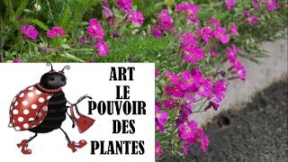 Tuto jardinage Aubrieta Cascade Red photos de fleurs et de plantes vivaces [upl. by Arabrab460]