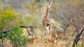 Giraffe Kicks Lions To Defend Itself [upl. by Theresa51]