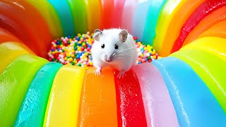 The Worlds Largest Hamster Prison Maze 🐹 The Best Hamster Challenges 1 [upl. by Llemej185]