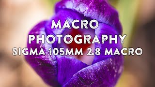 Macro Photography With Sigma 105mm f28 EX OS HSM Macro Lens [upl. by Haidabo]