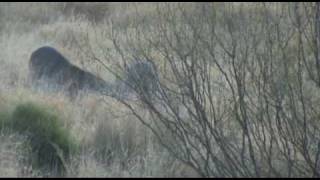 Mexico Whitetail Deer Hunting  Rancho El Zancudo [upl. by Supple]