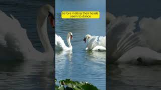 Fascinating Mating Ritual of Geese – Nature’s Dance [upl. by Pembroke]