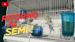 Si chiude con il pasto unico e si ritorna ai semi [upl. by Aerdnua]