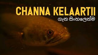 Channa kelaartii Dwarf Snakehead  Basic information and care in sinhala [upl. by Karry]