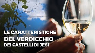 Le caratteristiche del Verdicchio dei Castelli di Jesi con Valerio Canestrari Fattoria Coroncino [upl. by Ray]