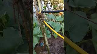 dripirrigation dripfarming dripping drip fruitcultivation agriculture farming satisfying [upl. by Ttezil]