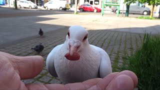 Pigeons Make Me Smile [upl. by Carolann39]