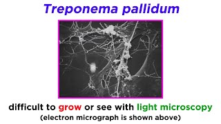 Syphilis Treponema pallidum [upl. by Assillim]