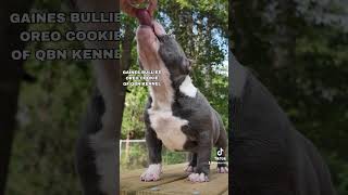 We Start Them Right Away‼️ qbnkennel americanbullypuppies [upl. by Suillenroc869]