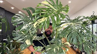 Massive Plants Haul  Variegated Monsteras  Houseplant Updates [upl. by Dayna]