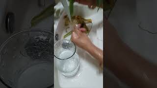 ctenanthe grow in water eseylyindoorplantplantslover growth carehomedecor trendingvideo [upl. by Stag67]