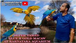 Blue amp Gold Macaw  The Vibrant Beauty of Natures Feathered Jewels  At KARNATAKA AQUARIUM macaw [upl. by Dambro133]