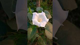 shorts Datura stramoniumlinda flor [upl. by Eiduam]