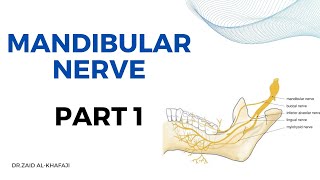 شرح Mandibular Nerve الجزء الاول  محاضرة جامعة بغداد [upl. by Atims]