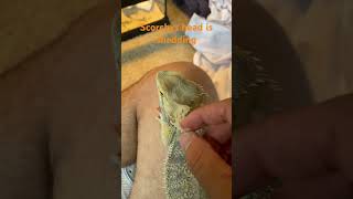 Adult bearded dragon head shedding beardeddragon shedding beardeddragonshed lizard animals [upl. by Dustan409]