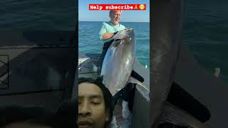 TUNA fishing blackfin tuna blacktipshark [upl. by Netsuj]