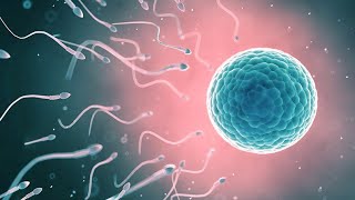 The Journey of Sperm and Egg The Fertilization Process  Pregnancy  Conception Explained in hindi [upl. by Marba420]