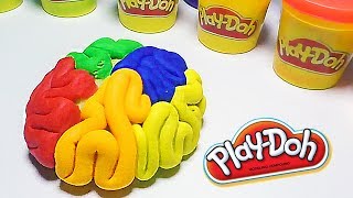 Play Doh Human Brain How to Make Rainbow Brains Learn Colors for Children [upl. by Torey]