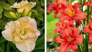 How to Plant Hemerocallis Summer Garden Guide [upl. by Bedelia]