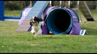 Cavalier King Charles  débuts en agility [upl. by Raddi268]