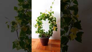 In just 6 months you can transform your English ivy into a beautiful topiary [upl. by Nathalie]