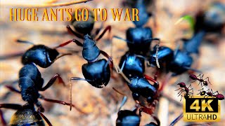 Ants tear each other apart Macro lens 4k 60fps dailyvlog [upl. by Alrad]