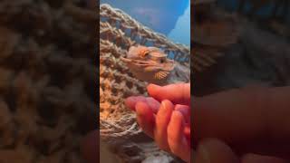 Bearded Dragon feeding time [upl. by Preston395]