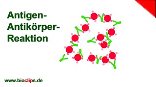 CoronaAntikörpertest Das sagen die Werte über deinen ImmunSchutz aus [upl. by Lorelle]