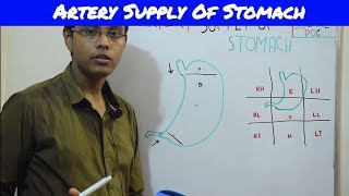 Stomach Artery Supply Bangla [upl. by Arrekahs]