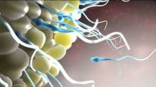 Epic Animation Demo Reel  2010  Nucleus Medical Media [upl. by Conlee]