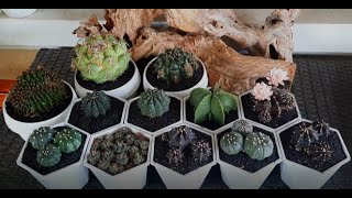 Repotting some of cacti [upl. by Anitsrik]